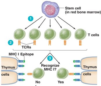 T cell differentiation and selection in thymus