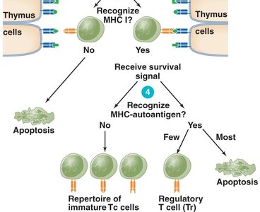 T cell selection: recognition of MHC and autoantigen