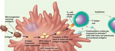 T cell selection outcomes: apoptosis or survival