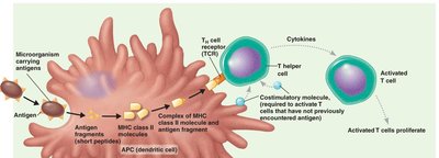 Antigen presentation and T helper cell activation