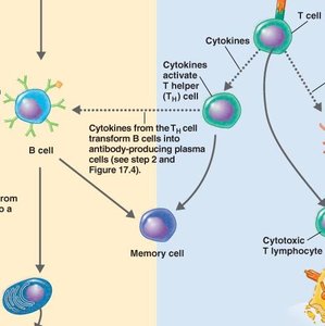 T helper cell activation and cytokine production