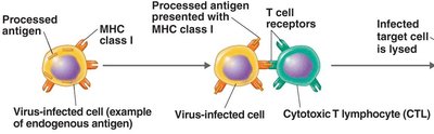 Cytokines activate B cells and cytotoxic T lymphocytes
