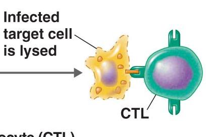 CTL killing virus-infected cell