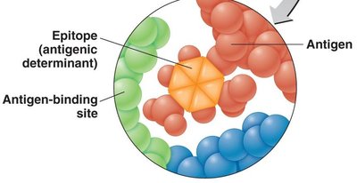 Antigen-binding site and epitope on antibody