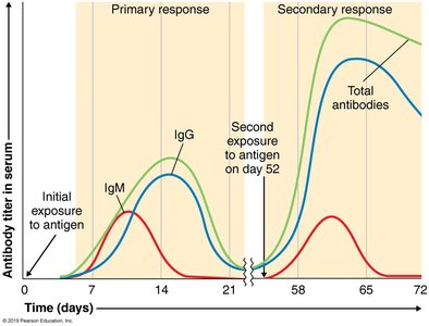 Infected target cell lysed by CTL
