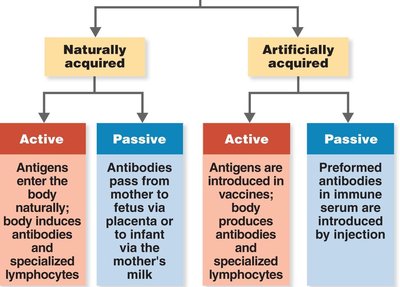 Primary and secondary antibody response graph