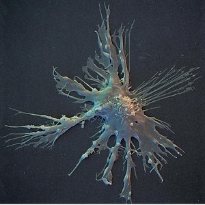 Dendritic cell structure
