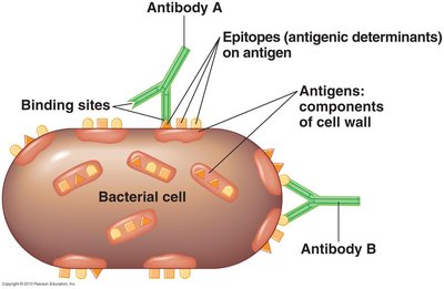 Antibody binding to epitopes on bacterial cell