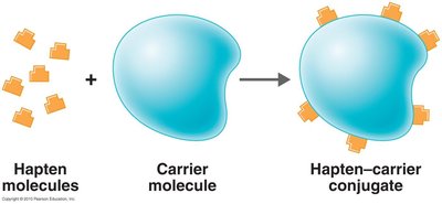 Hapten molecules binding to carrier molecule