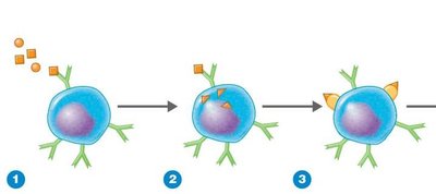 B cell binding and presenting antigen