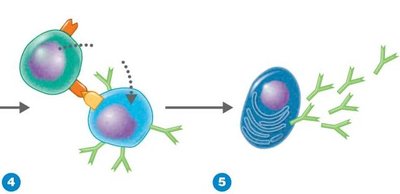 T helper cell activating B cell