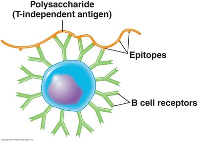 T-independent antigen binding to B cell receptors