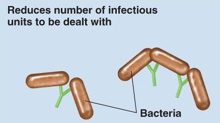 Agglutination of bacteria by antibodies