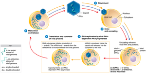 Pathways of multiplication for double-stranded RNA viruses