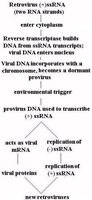 Flowchart for retrovirus replication