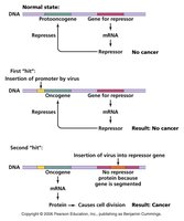 Transformation of normal cells into tumor cells