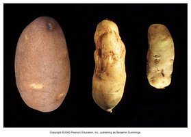 Potato spindle tuber disease caused by viroids