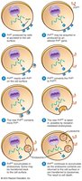 How a protein can be infectious
