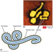 Structure of a helical virus with envelope, capsomere, nucleic acid, and spikes