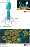 Morphology of bacteriophage and orthopoxvirus
