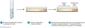 Process of creating cell cultures for virus growth