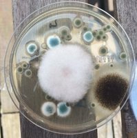 Colony of mold growing on agar plate