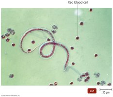 Microscopic stage of helminth