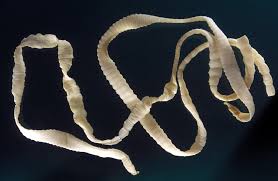 Macroscopic stage of helminth (tapeworm)