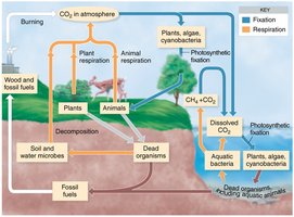 The carbon cycle