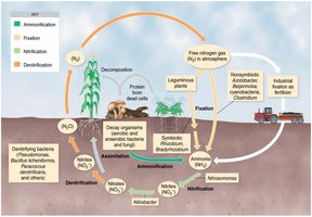 The nitrogen cycle