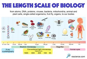 The length scale of biology, showing the size range of biological entities from atoms to humans