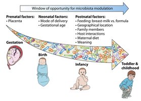Development of the human microbiota from gestation through childhood