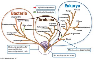 Three-domain system of life