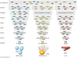 Taxonomic hierarchy for bacteria, archaea, and eukarya