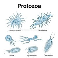 Illustrations of various protozoa
