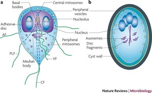 Stages of Giardia life cycle: trophozoite and cyst