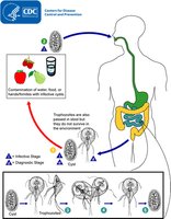 Giardia cysts in environment