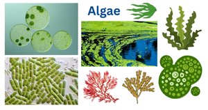 Various types of algae