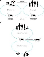 Zika virus sexual and blood transmission