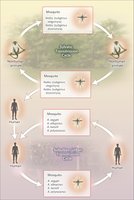 Zika virus sylvatic and urban transmission cycles