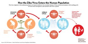 Zika virus sylvatic cycle diagram