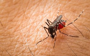 Mosquito feeding on human skin