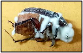 Invertebrate infected by fungus