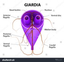 Diagram of Giardia structure