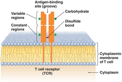 Structure of T cell receptor (TCR)