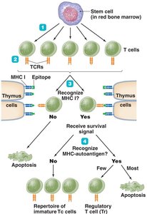 Clonal deletion of T cells