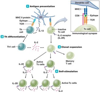 Activation of a clone of cytotoxic T cells