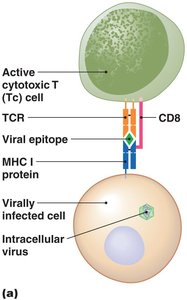 Cell-mediated immune response