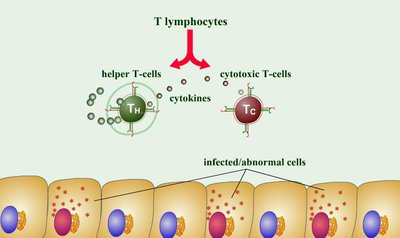 Diagram of T lymphocytes and their functions