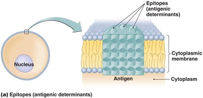 Diagram of epitopes on an antigen